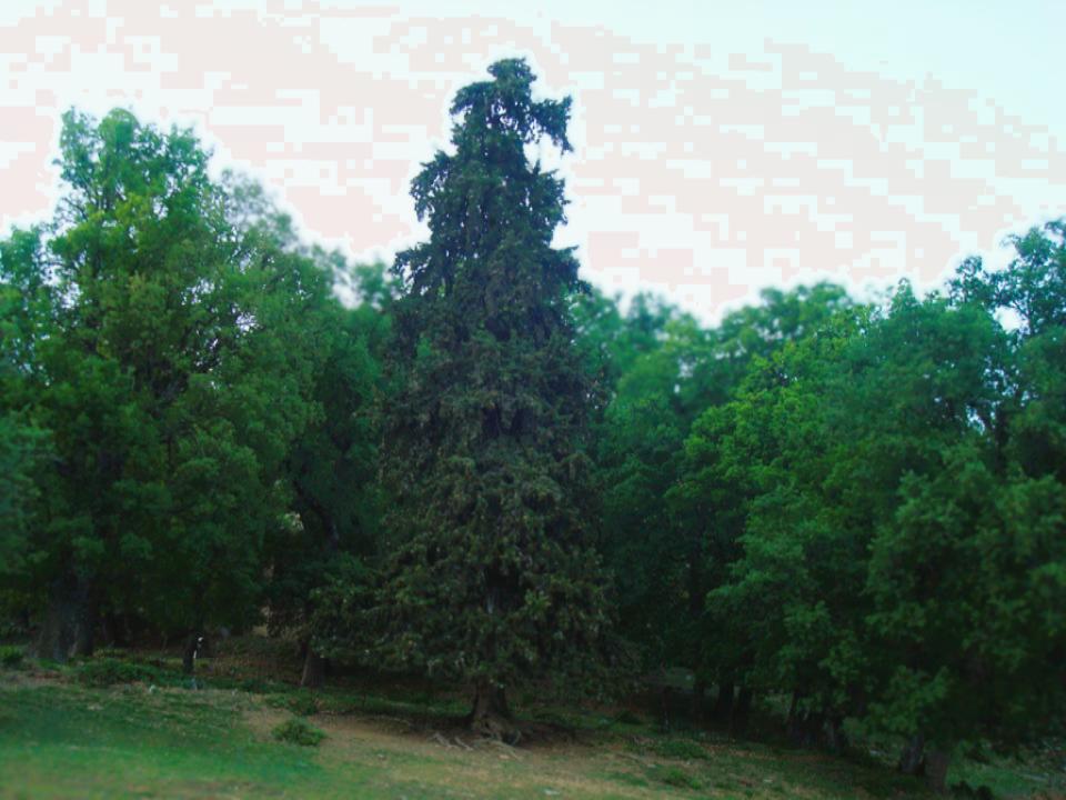 qiparizi tremisht - 1